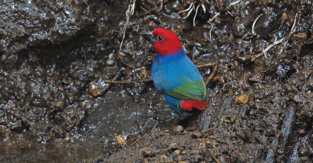 Royal Parrot Finch